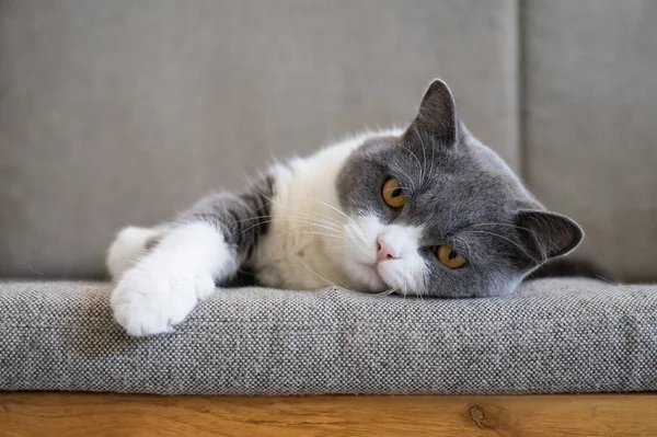 British Shorthair Couché Sur Canapé — Photo