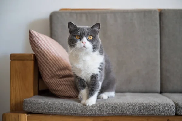 Britische Kurzhaarkatze Sitzt Auf Sofa — Stockfoto