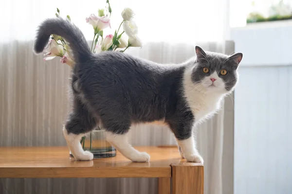 Bonito Britânico Shorthair Gato Tiro Casa — Fotografia de Stock