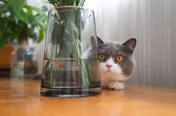 Niedliche Britisch Kurzhaar Katze Drinnen Erschossen — Stockfoto