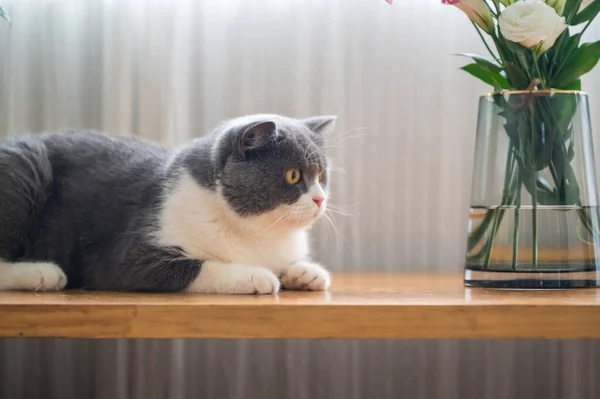 Bonito Britânico Shorthair Gato Tiro Casa — Fotografia de Stock