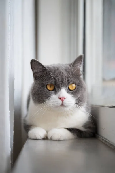 Gato Britânico Bonito Shorthair Pela Janela — Fotografia de Stock