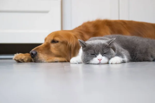 British Shorthair Golden Retriever — Fotografia de Stock