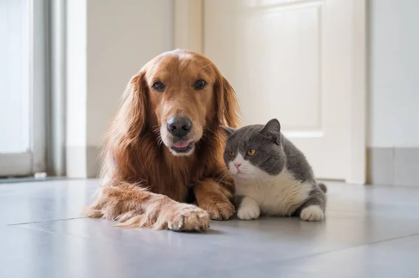 Brittiska Stenografien Och Golden Retriever — Stockfoto