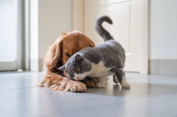 British Shorthair Golden Retriever — Stock Photo, Image