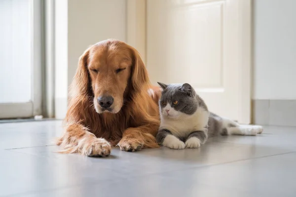 British Shorthair Golden Retriever — Fotografia de Stock