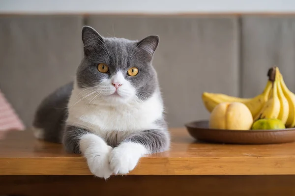 Británico Taquigrafía Gato Descansando Mesa — Foto de Stock