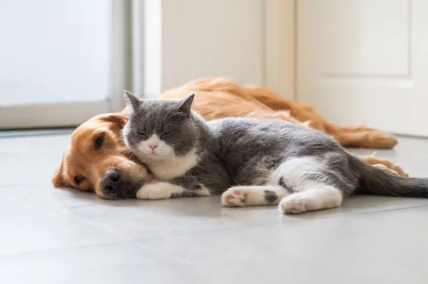 British Shorthair Golden Retriever — Stock Photo, Image