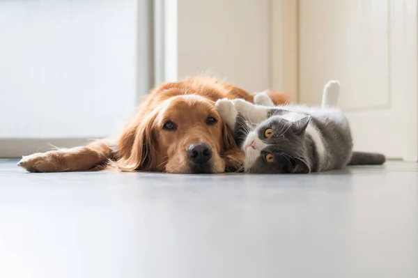 British Shorthair Golden Retriever —  Fotos de Stock