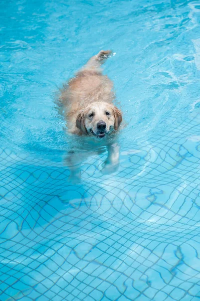 Golden Retriever Zwemmen Het Zwembad — Stockfoto