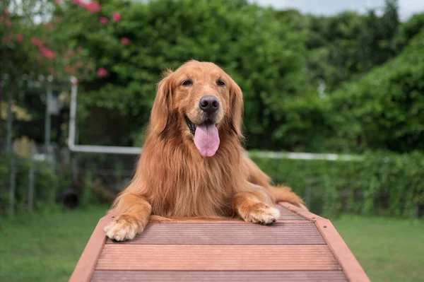 Carino Golden Retriever Colpo All Aperto — Foto Stock