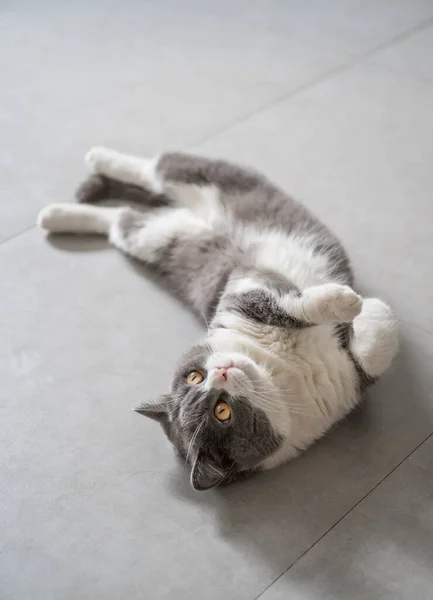 British Shorthair Couché Sur Sol — Photo