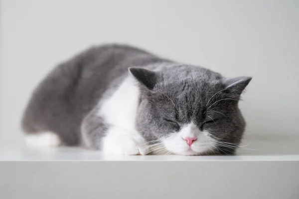 British Shorthair Acostado Sobre Mesa — Foto de Stock