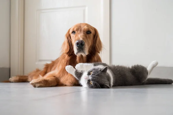 Βρετανική Shorthair Και Golden Retriever — Φωτογραφία Αρχείου