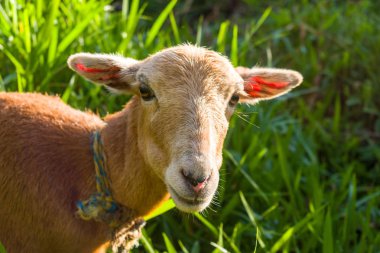 Gün batımında otlatma keçi