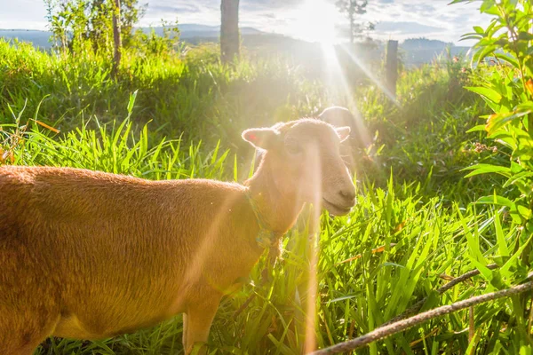 Gün Batımında Otlatma Keçi — Stok fotoğraf