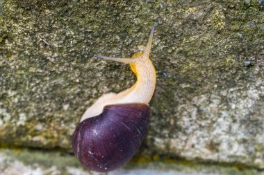 Ön planda ortak salyangoz