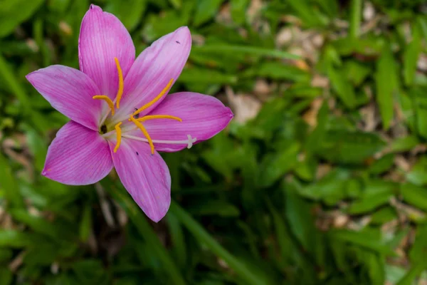 Prachtige Lente Bloemen Behang — Stockfoto