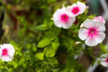 Güzel bahar çiçek duvar kağıdı