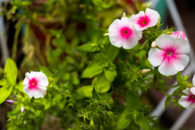 Güzel bahar çiçek duvar kağıdı