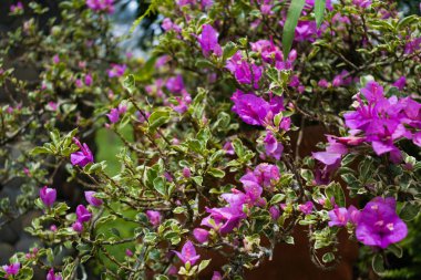 Güzel bahar çiçek duvar kağıdı