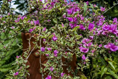 Güzel bahar çiçek duvar kağıdı