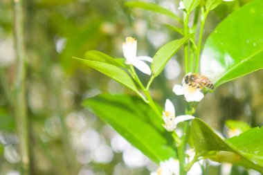 portakal çiçekleri arılar ile