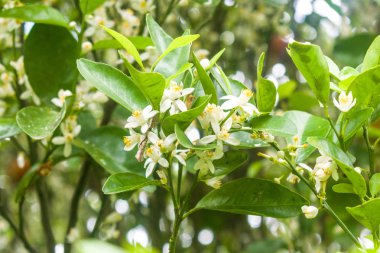portakal çiçekleri arılar ile