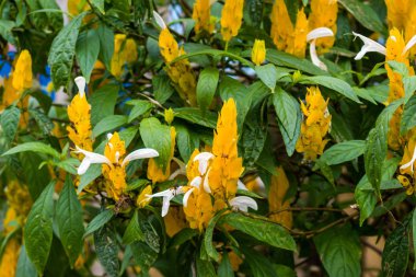 Kolombiya güzel çiçekler