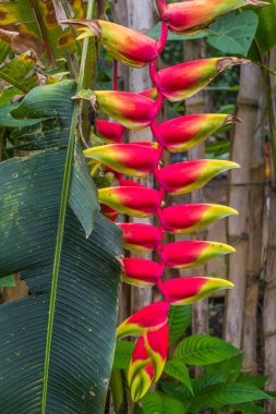 Kolombiya güzel çiçekler