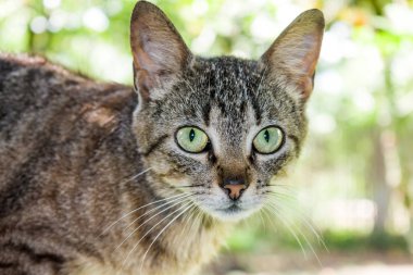 Güzel yeşil gözlerin ön planda yerli kedi