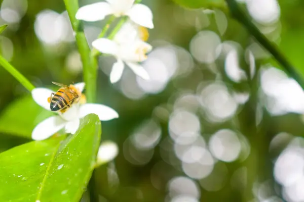 Помаранчеві Квіти Бджолами — стокове фото