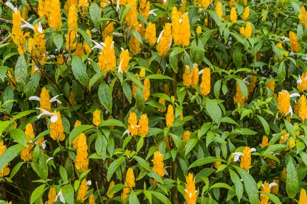 Krásné Květiny Kolumbie — Stock fotografie