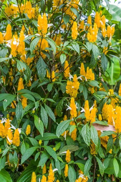 Krásné Květiny Kolumbie — Stock fotografie