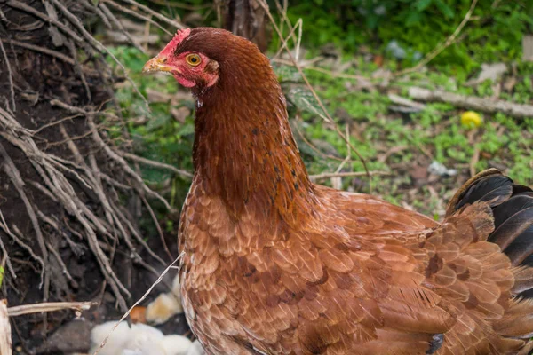 hen and chicks relax