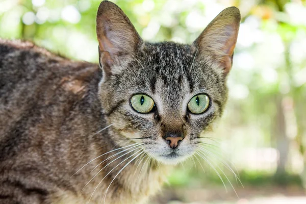 Güzel yeşil gözlerin ön planda yerli kedi
