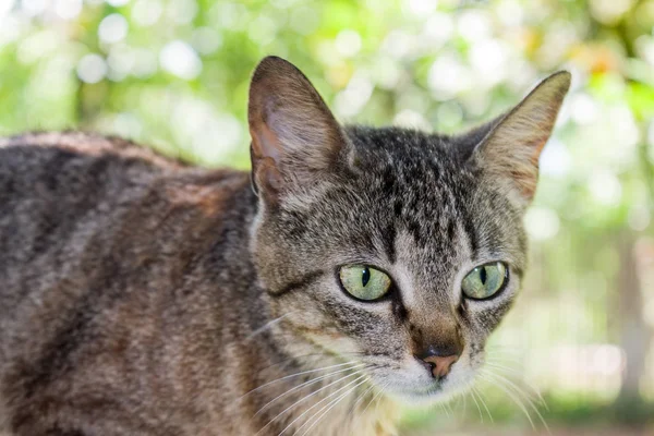 Güzel yeşil gözlerin ön planda yerli kedi