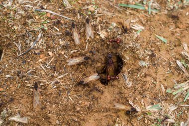 ant Kraliçe arriera çıkış