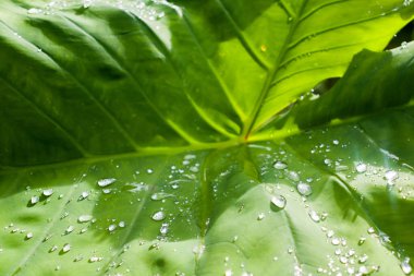 sayfa üzerinde su damlaları