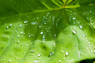 sayfa üzerinde su damlaları