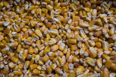 ön planda duvar kağıdı mısır