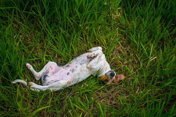 Pies Korzystających Zielony Krajobraz — Zdjęcie stockowe