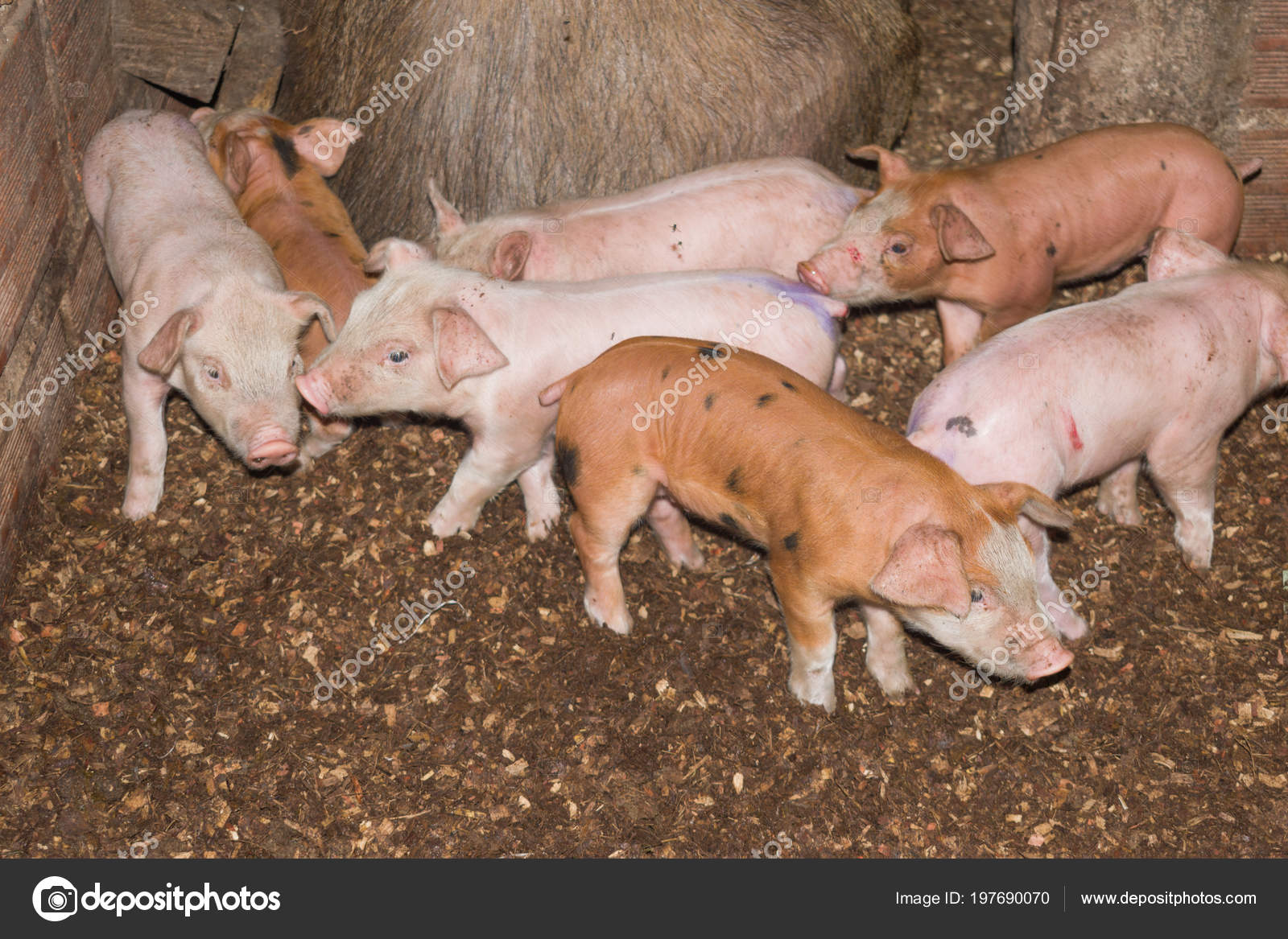 Pigs Peasant Farm Stock Photo by ©VIALARMA 197690070