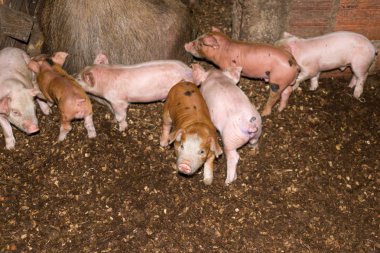 köylü çiftlik demiler