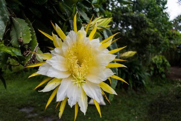 stock image BEAUTIFUL COLOMBIAN EXOTIC FLOWER