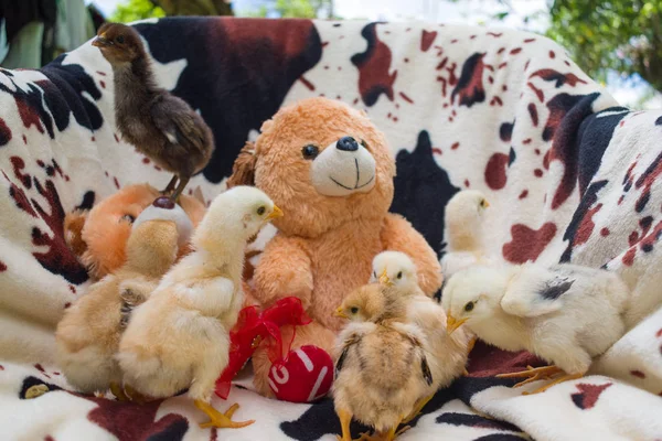 TENDER CHICKS AND STUFFED ANIMALS