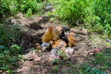 Onun kızlarla otlatma tavuk