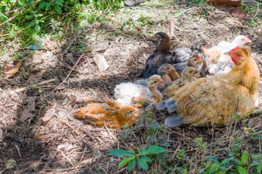 Onun kızlarla otlatma tavuk