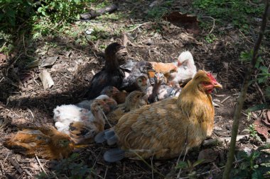 Onun kızlarla otlatma tavuk