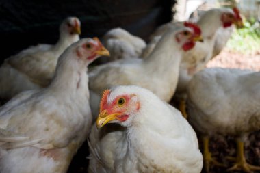 Beyaz çiftlik tavukları sakin ol